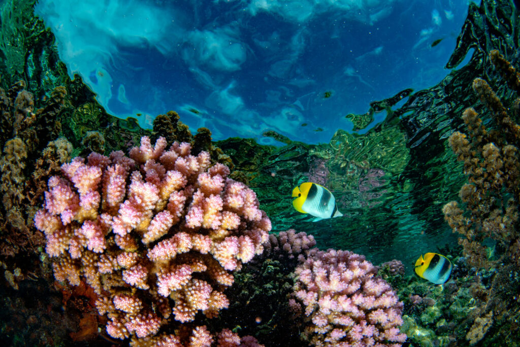 Island Escapes Bora Bora Tahiti Holidays snorkeling in french polynesia coral reef gardens