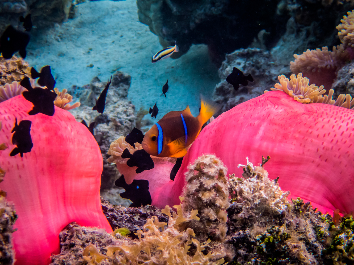 Island Escapes Huahine Tahiti Holidays Barrière de Corail à Huahiné