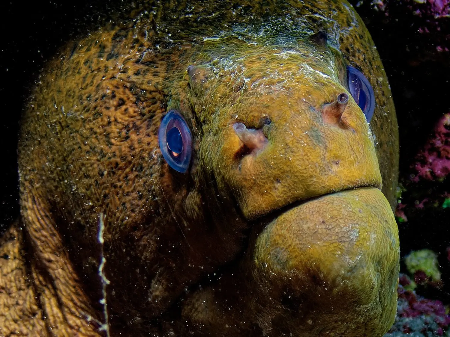 Island Escapes Huahine Tahiti Holidays Giant moray (gymnothorax javanicus) on the coral reef of Tahiti Photograph taken during a night dive