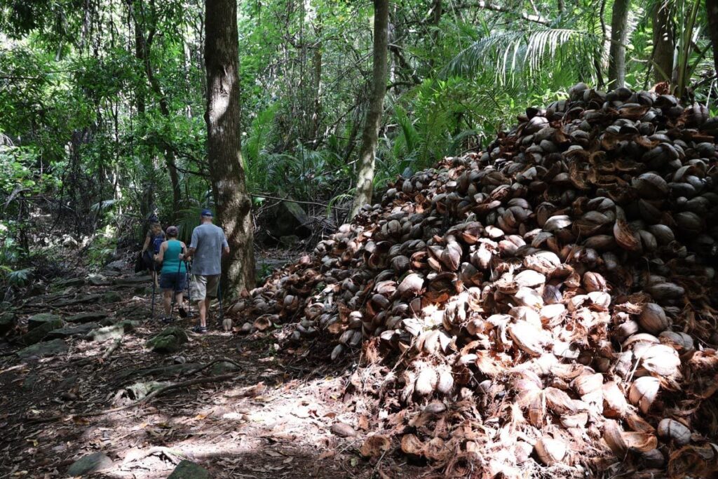 Matairea Hill Hike the rainforest