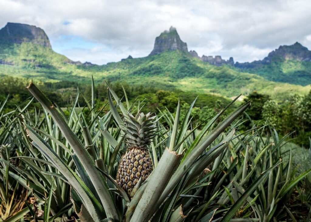 Pineapples in Moorea