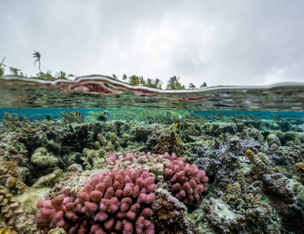 Le Tahaa Coral Garden Snorkelling Crystal Lagoon Marine Life Tahaa Le Tahaa Coral Garden Snorkelling Crystal Lagoon Marine Life Tahaa