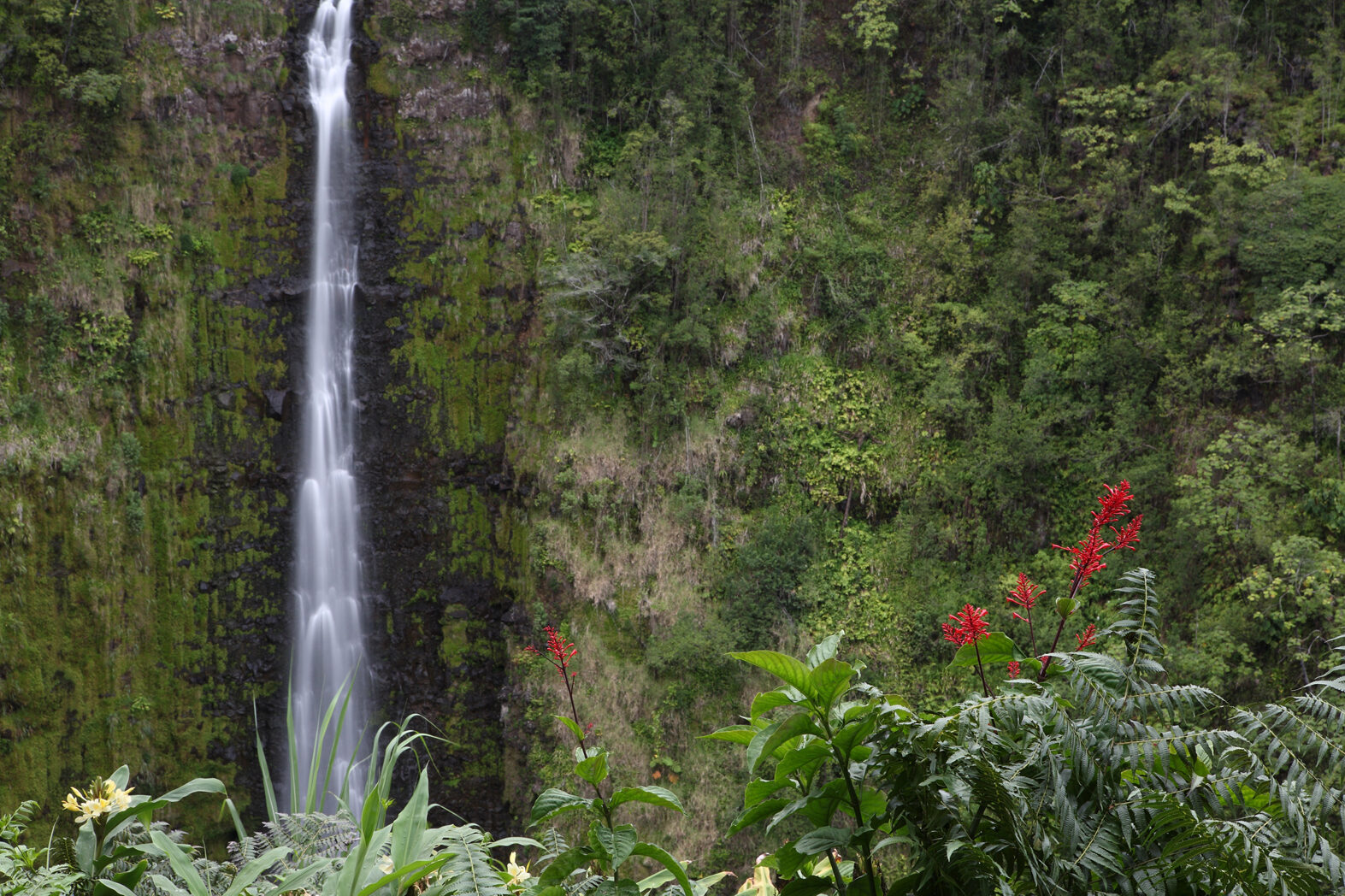 Hawaii Island Big Island of Hawaii akaka falls akaka falls state park htj 00014 jpg