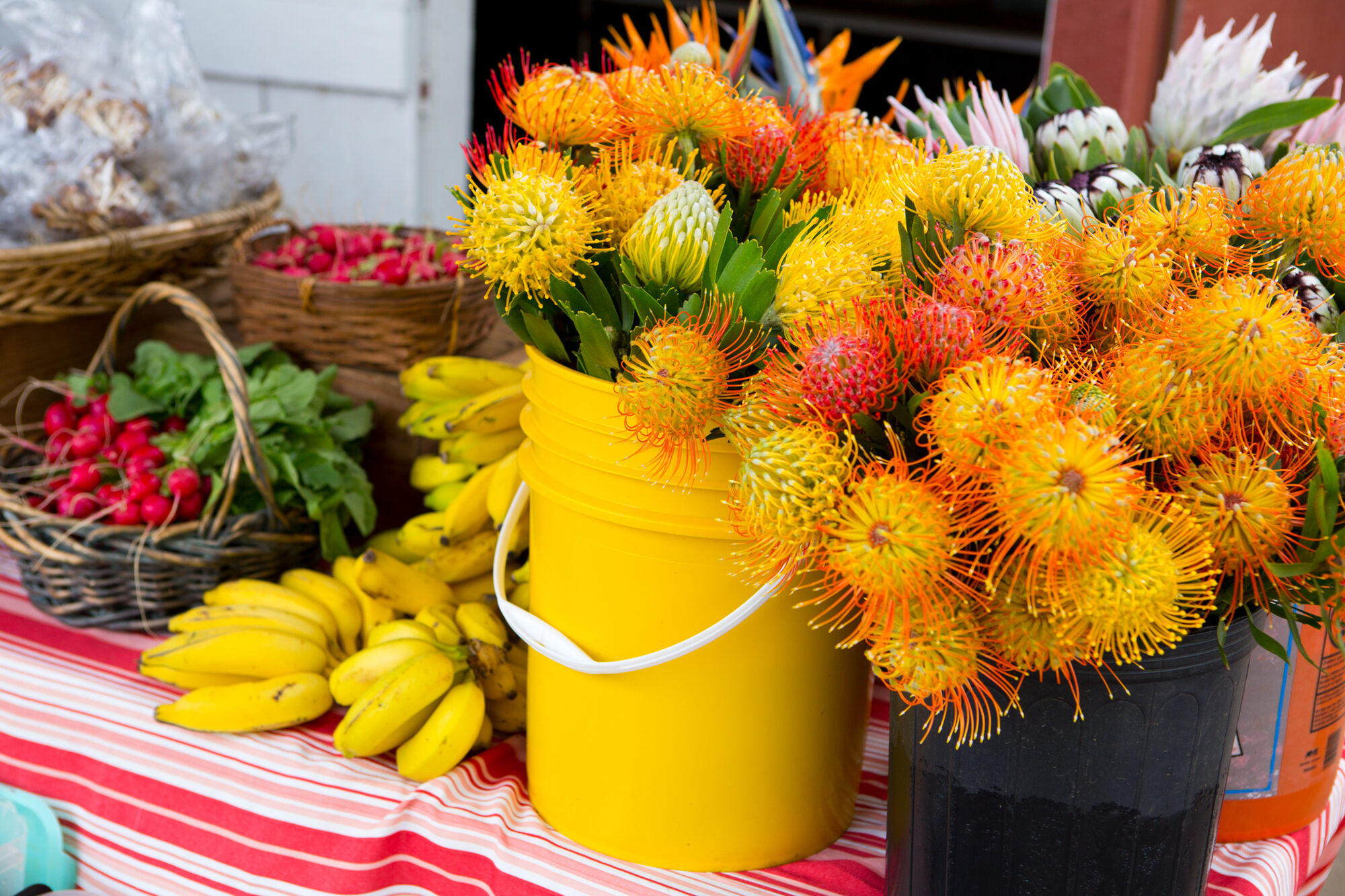 Hawaii Island Big Island of Hawaii protea bananas and other items for sale at a kamuelas farmers market waimea 12140 jpg