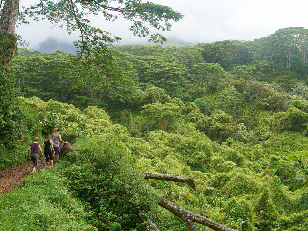 hikers enjoy lush forest along kauais kuilau trail kuilau trail kauai 15889 jpg
