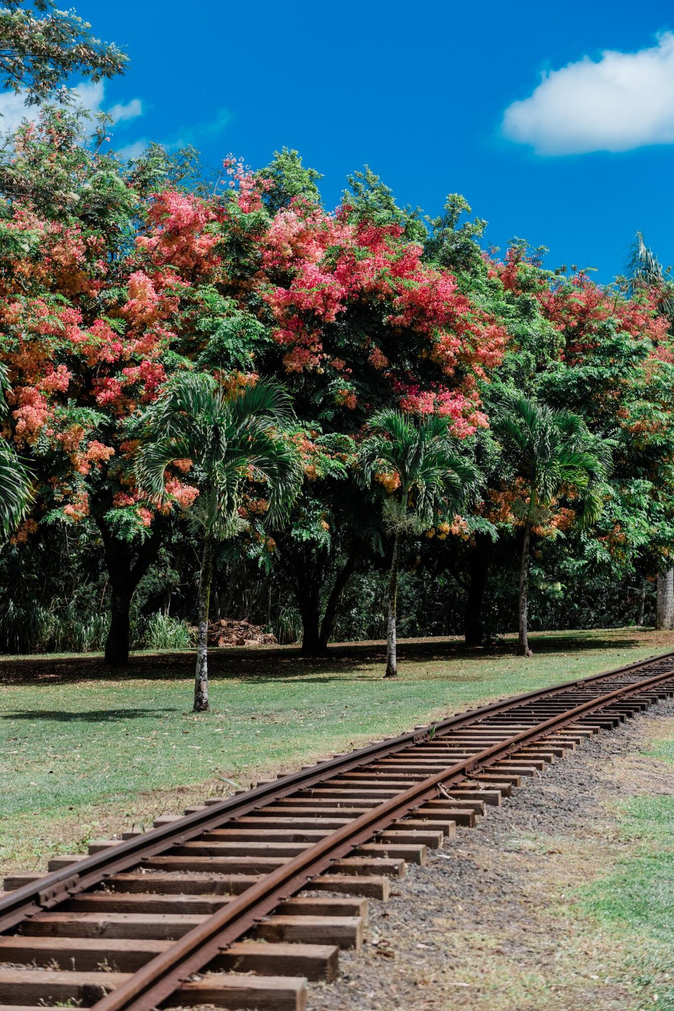 kauai plantation railway train track kilohana plantation lihue kauai 21461 jpg